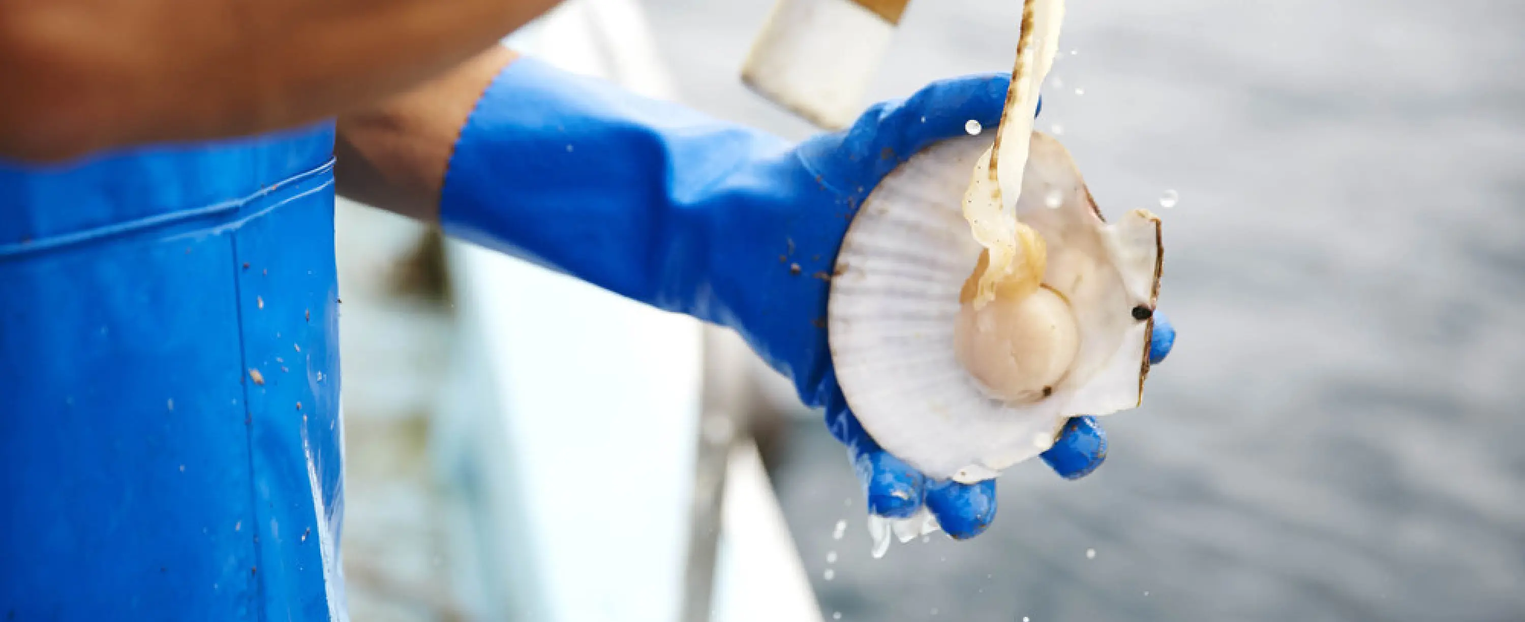 大船渡の美味しい「海産物」