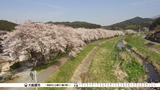 桜並木と立根川（猪川町）の写真