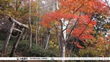 秋が深まる五葉山（日頃市町）の写真