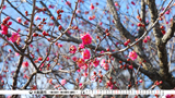 春の訪れ・梅の開花（盛町）写真