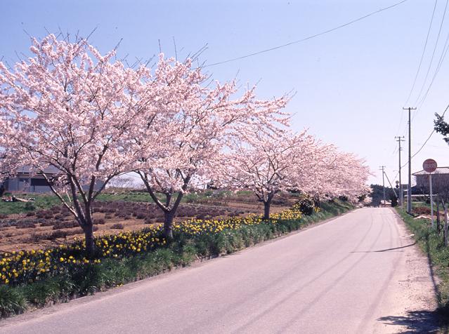 碁石海岸の桜