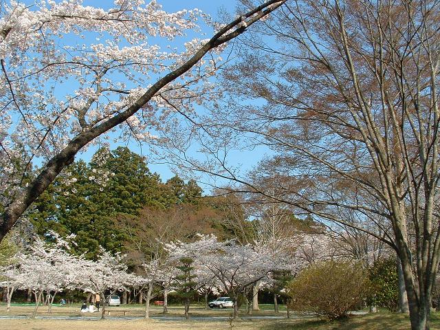天神山公園桜画像