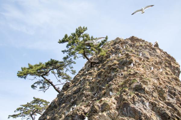 岩の上空を飛ぶウミネコの写真