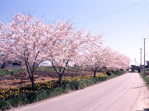 碁石海岸沿道の桜写真