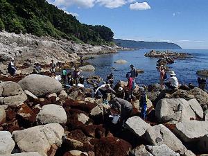 海辺の生物観察会の様子