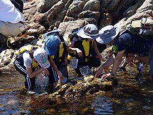 海辺の生物を楽しく観察