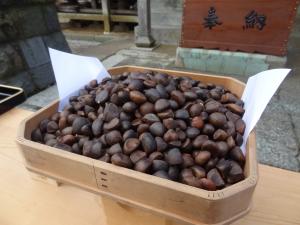 三面椿のタネ1