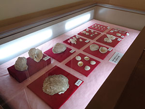 貝塚から見つかった貝殻の展示の様子