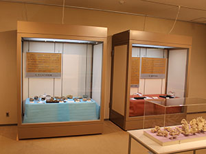 個別に展示されている化石資料の様子