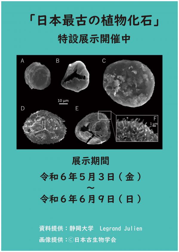 日本最古の植物化石の特設展示 展示バナー