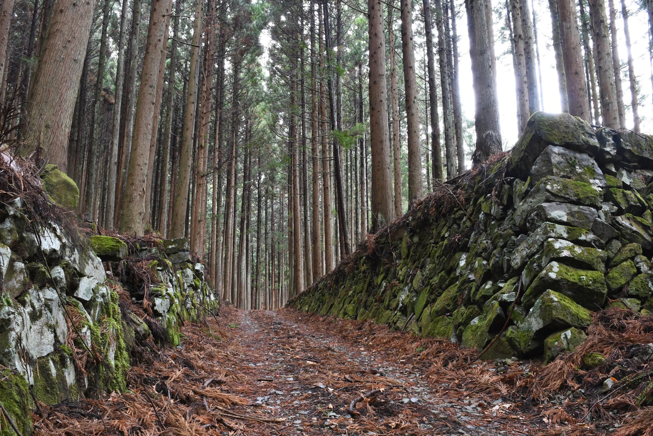 今出山金山黒森平の苔むした石垣の画像