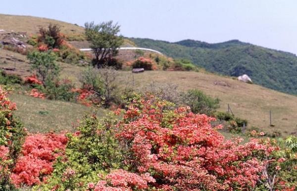 夏虫山のツツジ写真