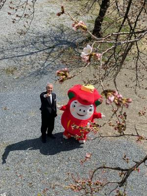 桜3