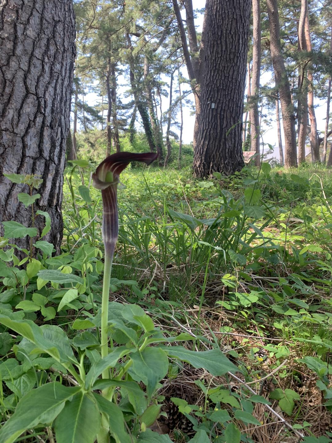 不思議なカタチの「ミミガタテンナンショウ」
