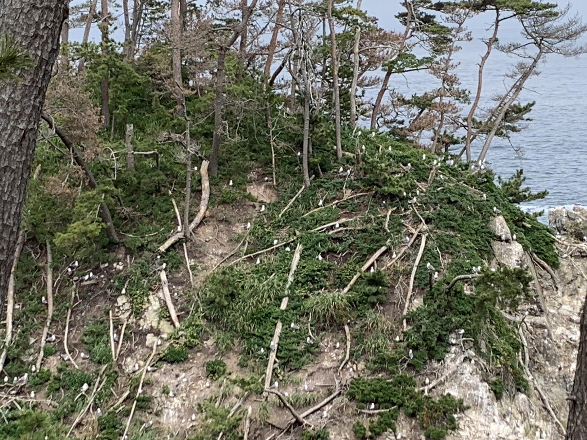 碁石海岸千代島ウミネコ