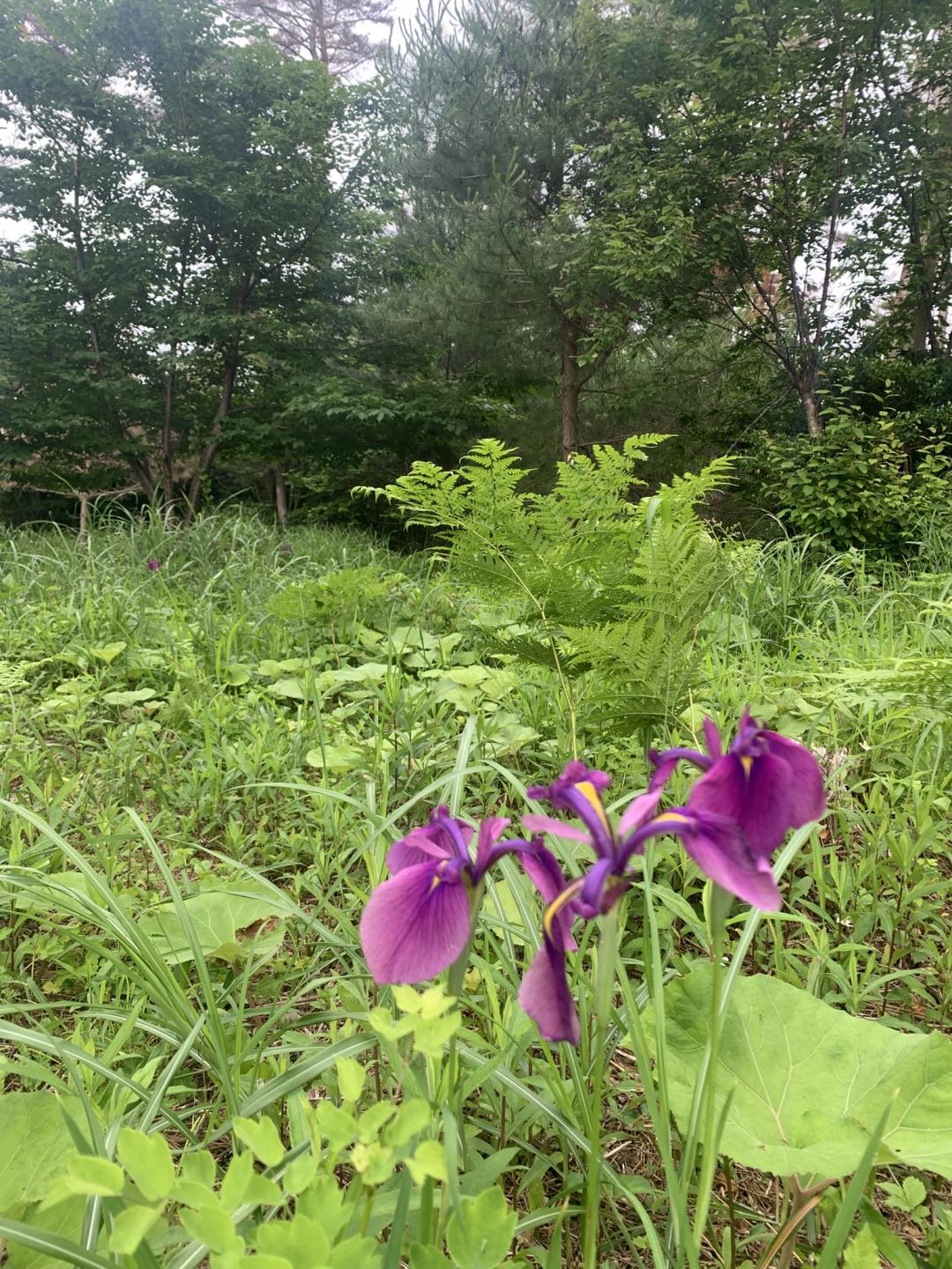 ノハナショウブの花　⑴