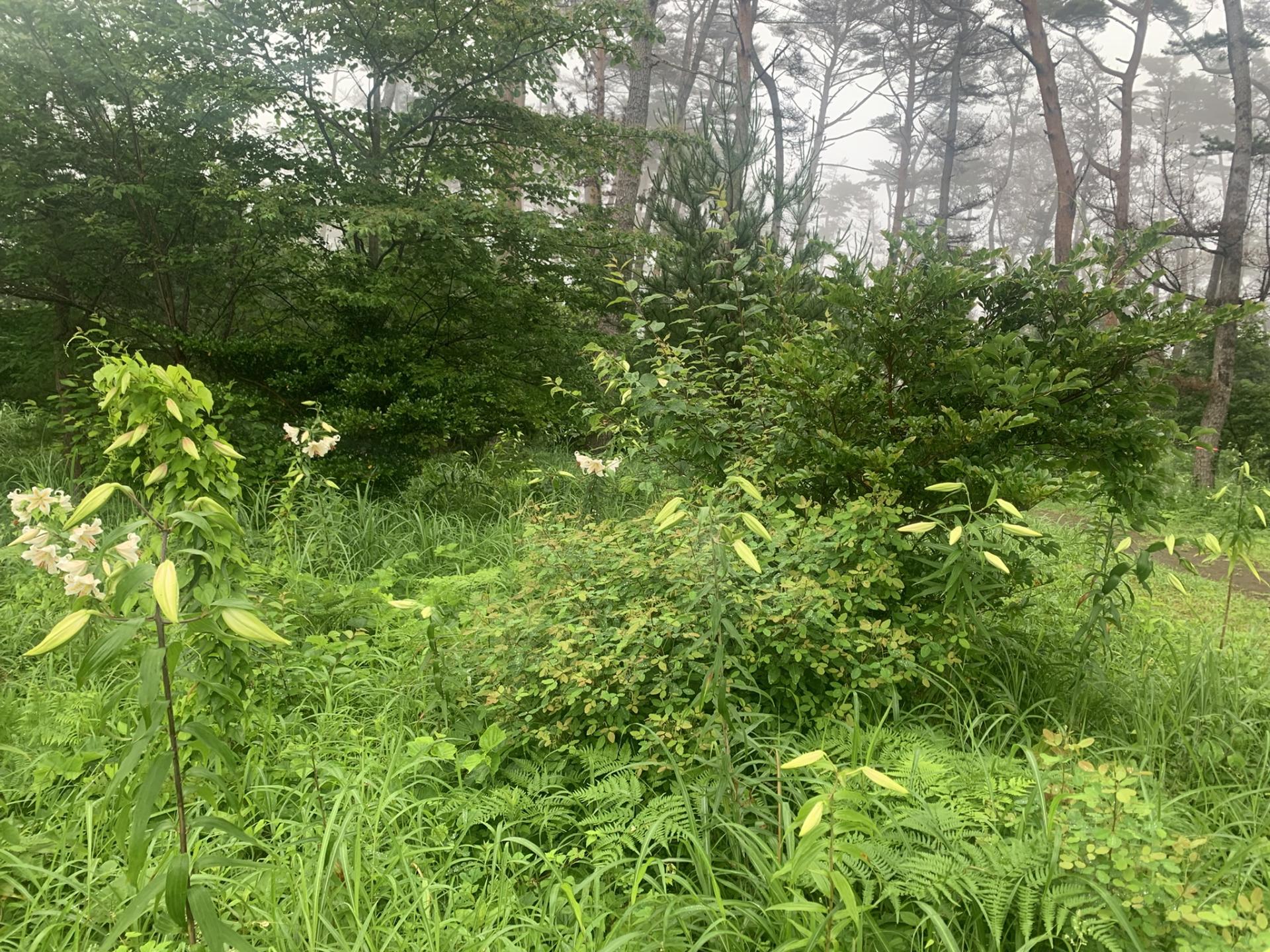 ヤマユリの蕾の写真