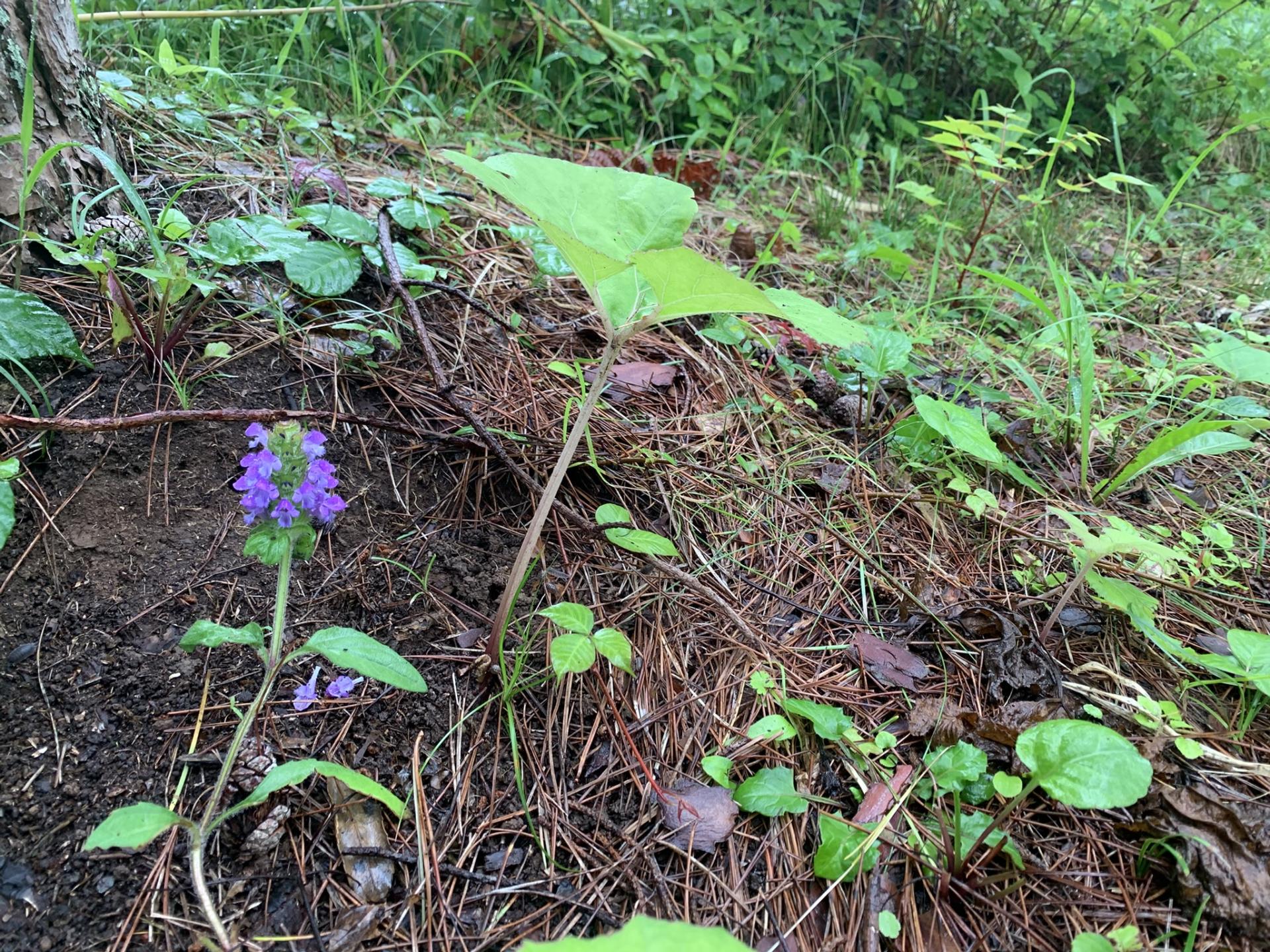 ウツボグサの写真