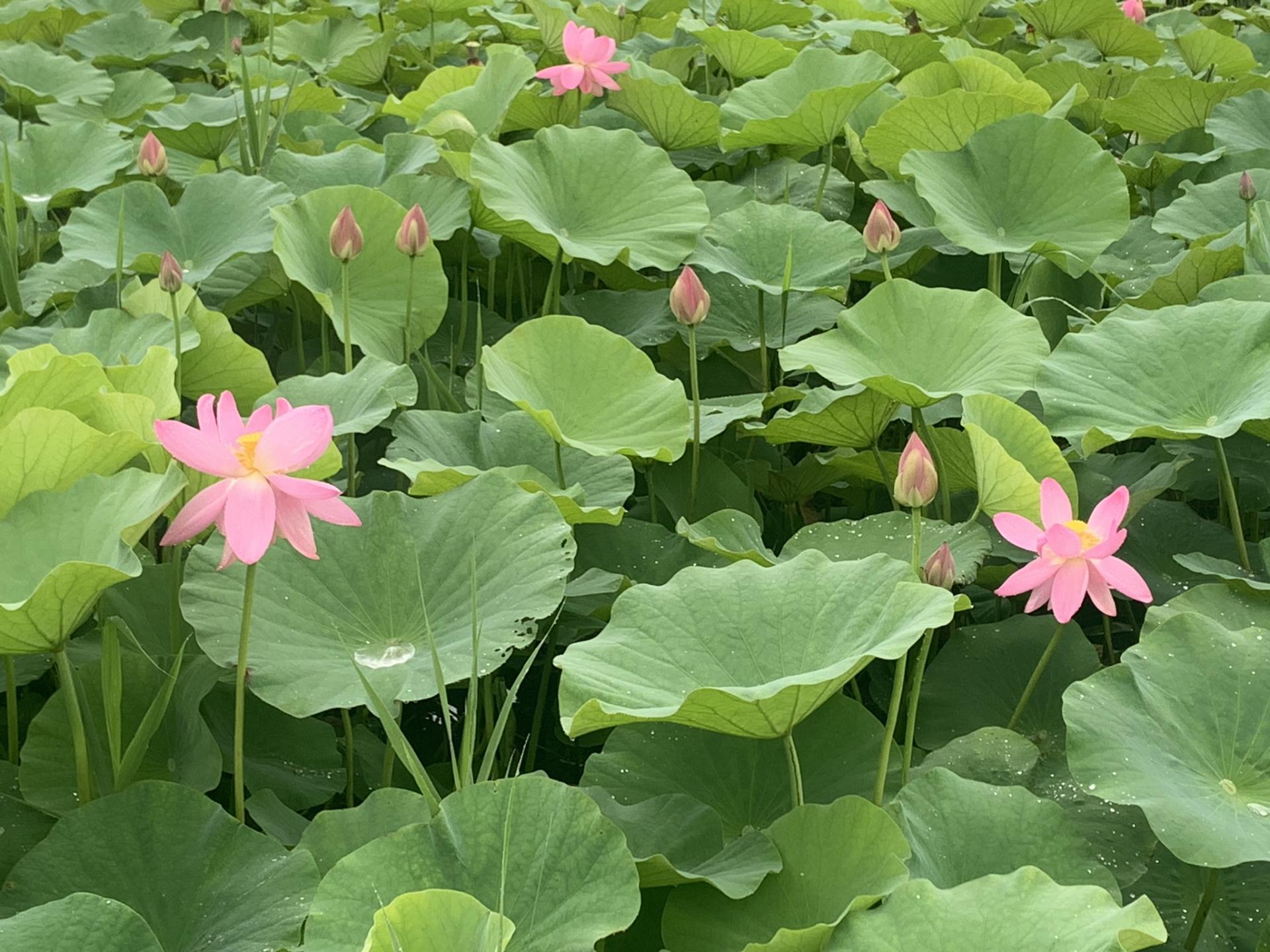 中尊寺ハスの花の写真